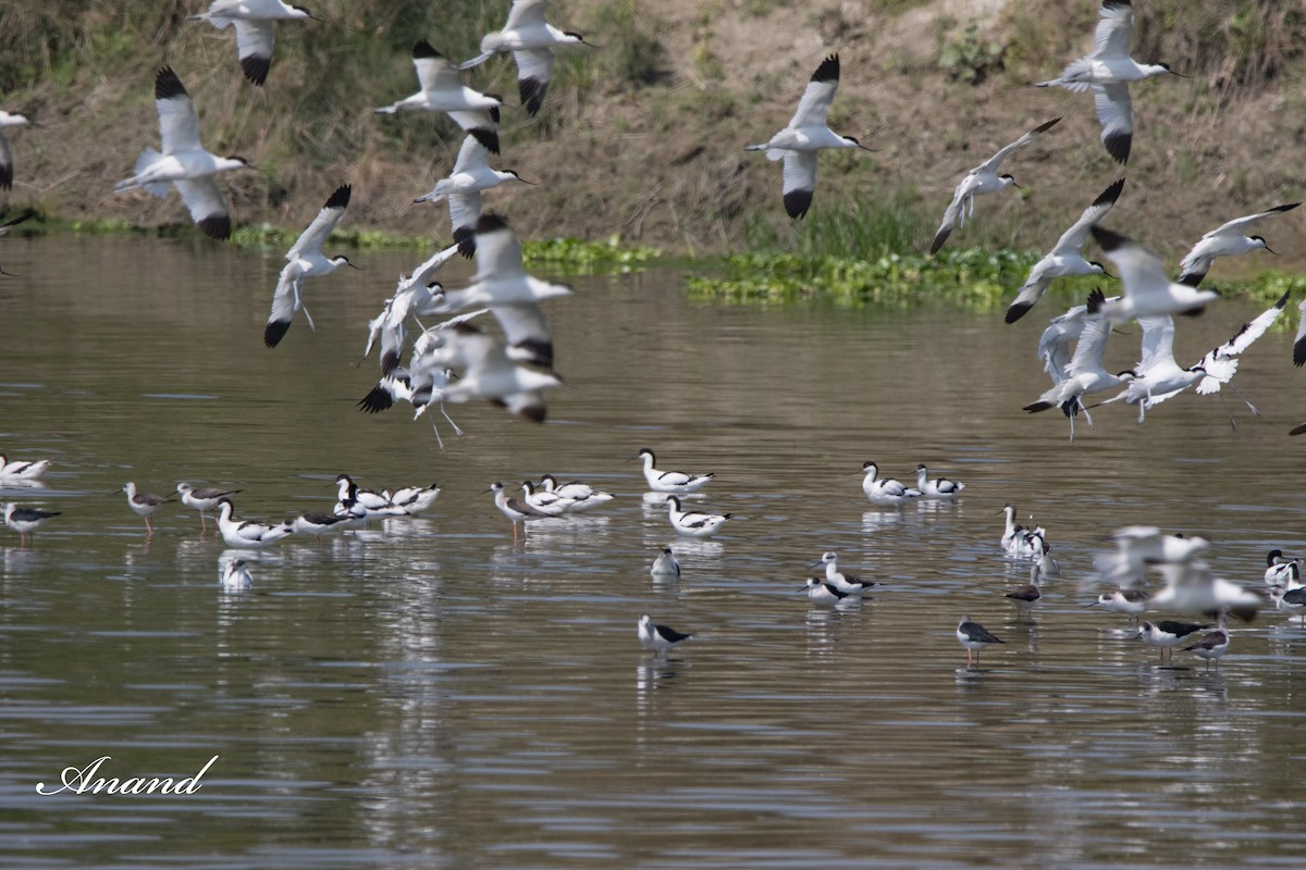 Pied Avocet - Anand Singh