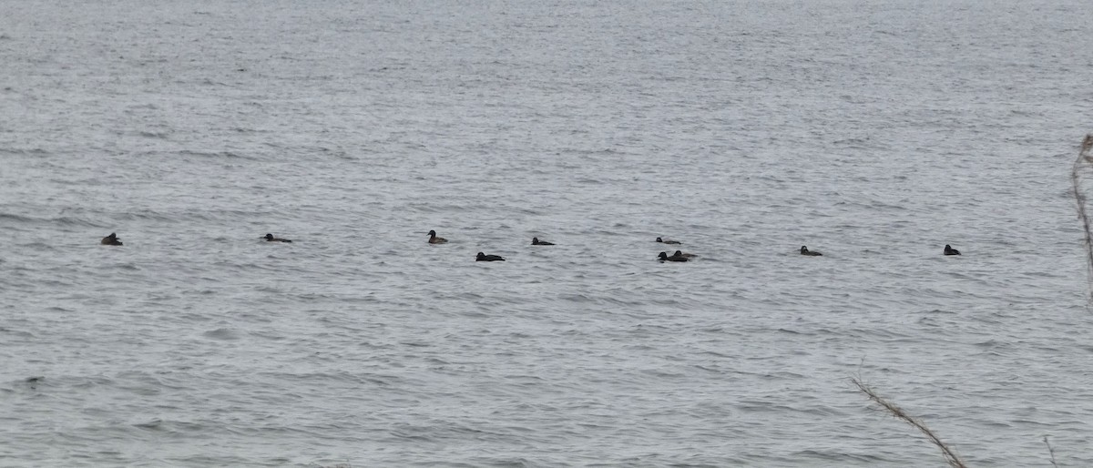 White-winged Scoter - Bruce Ripley