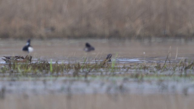 Tufted Duck - ML615714129