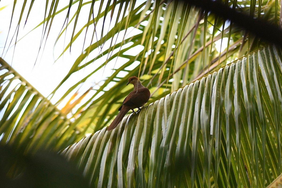 Sultan's Cuckoo-Dove (Sulawesi) - Antoine Reboul