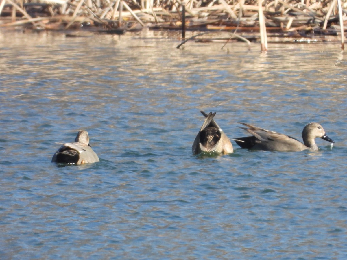 Gadwall - ML615714153