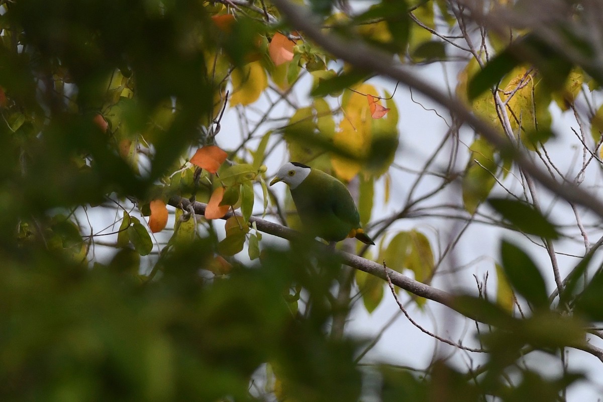 Black-naped Fruit-Dove - ML615714169