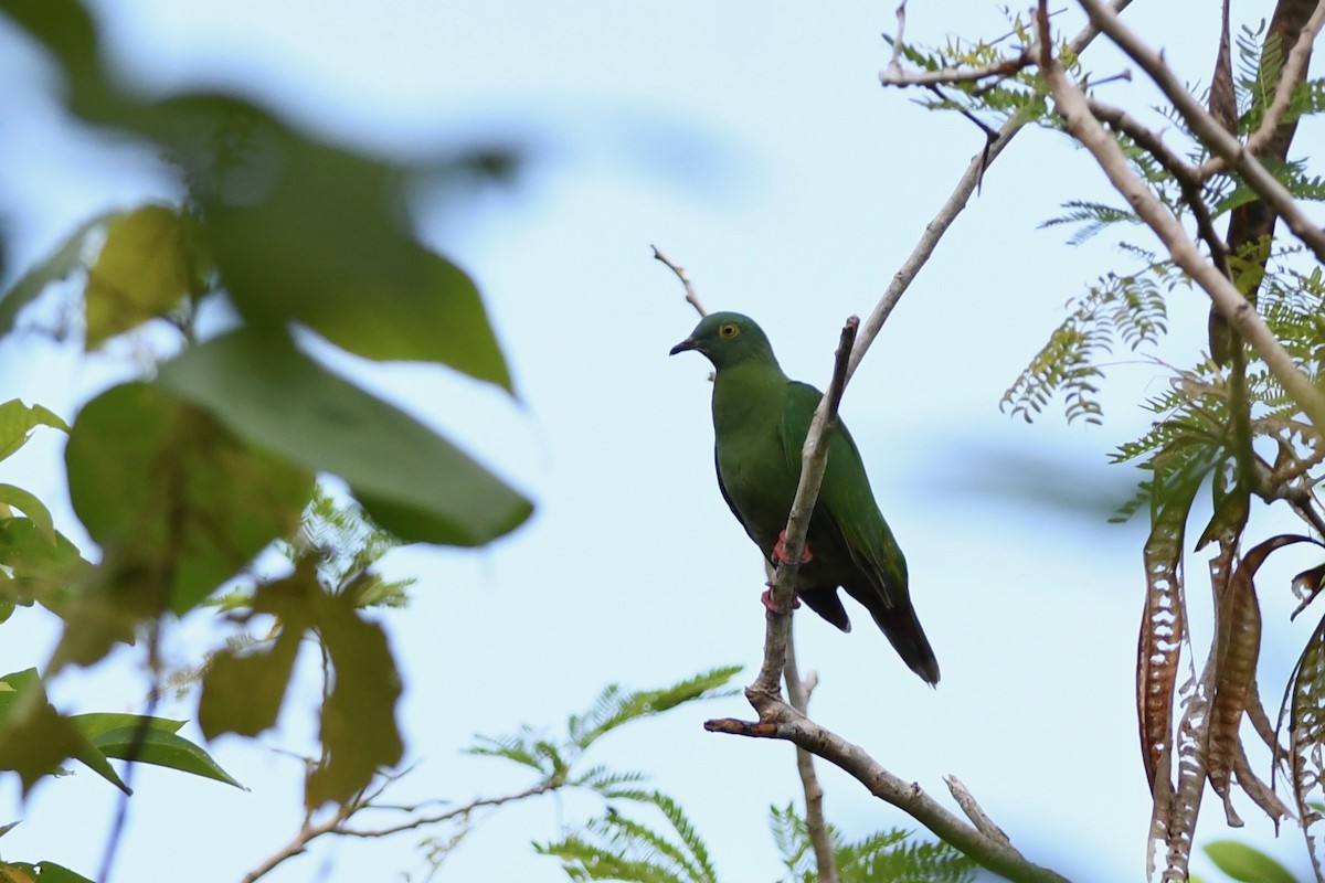 Black-naped Fruit-Dove - Antoine Reboul