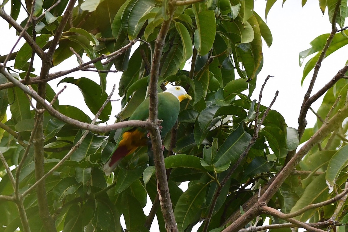 Black-naped Fruit-Dove - ML615714171