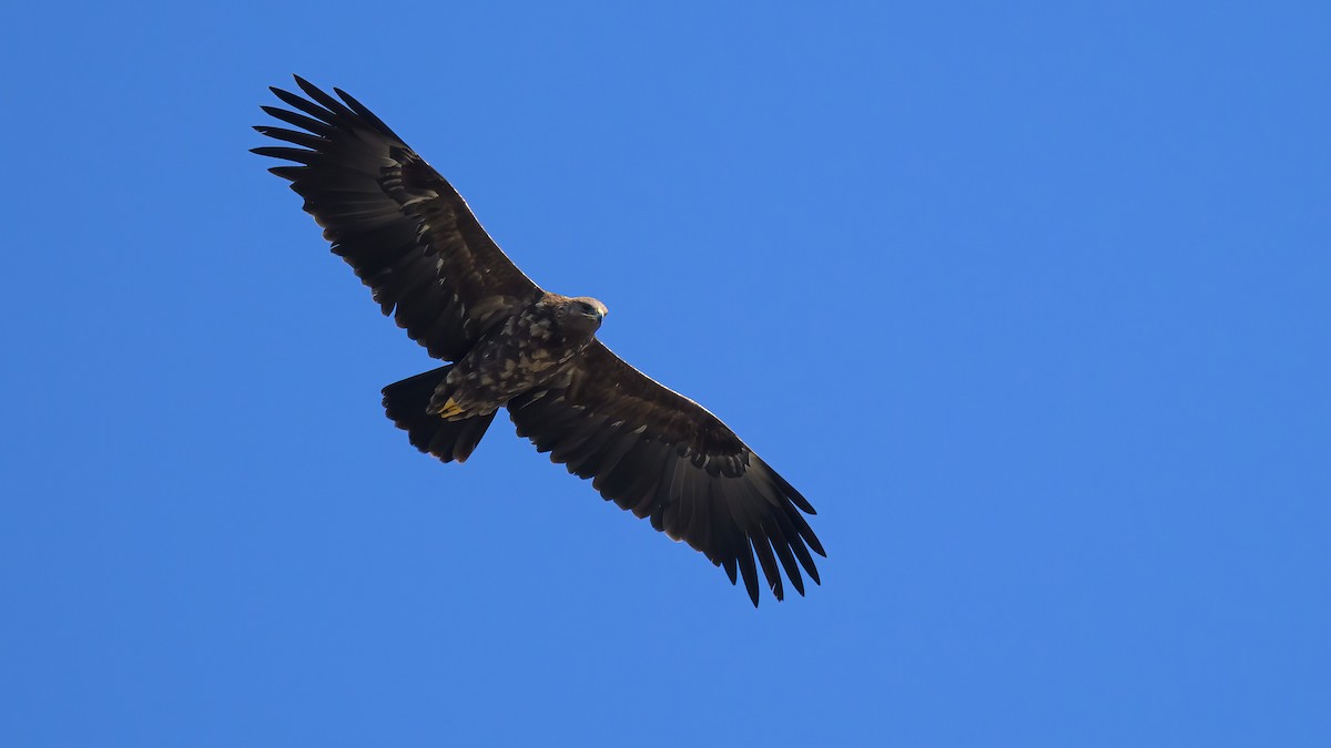 Greater Spotted Eagle - Ogün Aydin