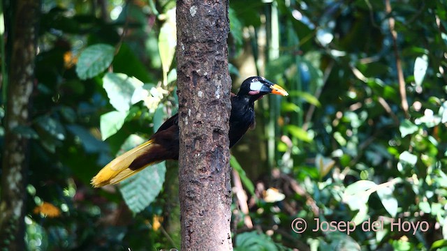 Montezuma Oropendola - ML615714209