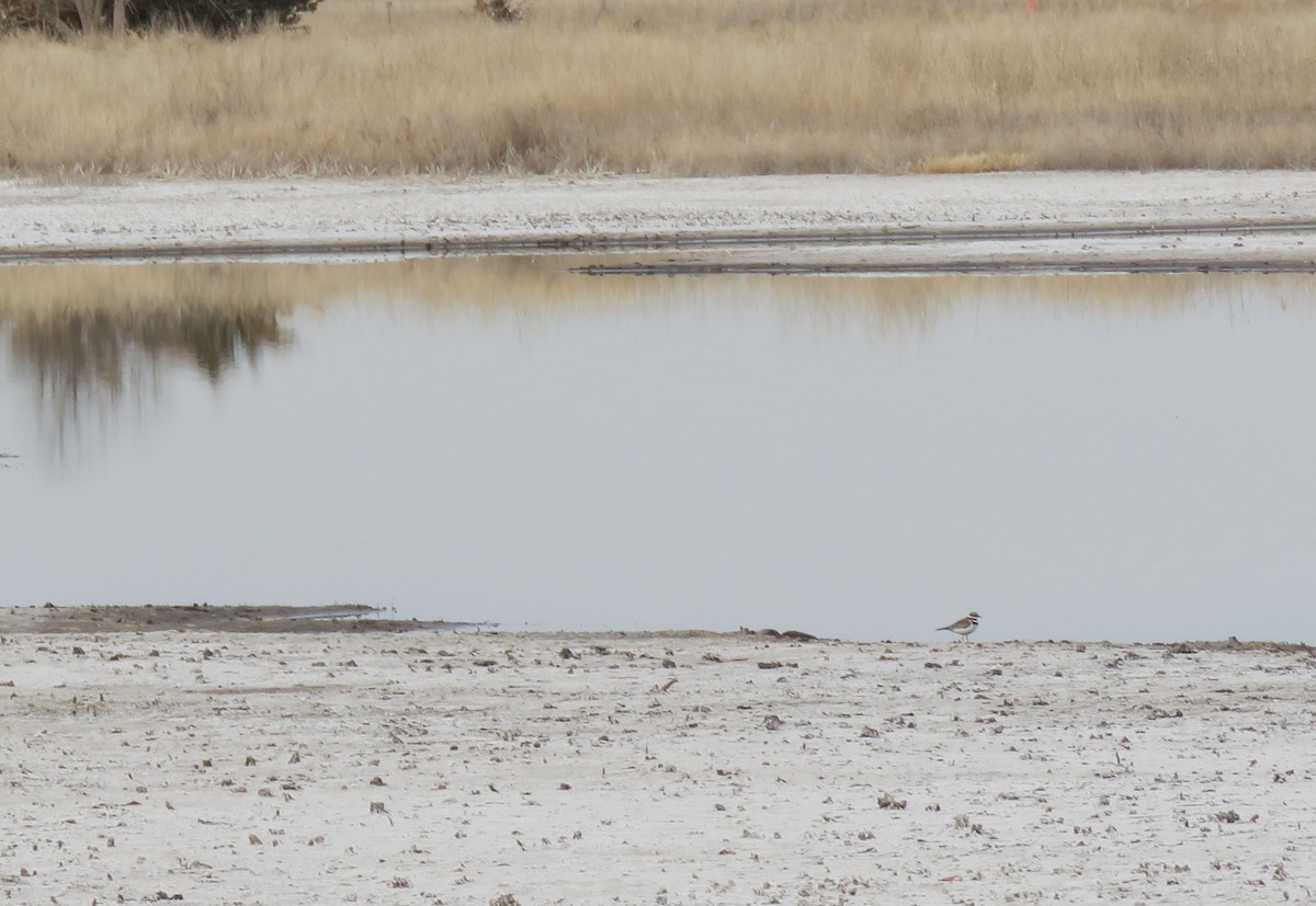 Killdeer - Esa Jarvi