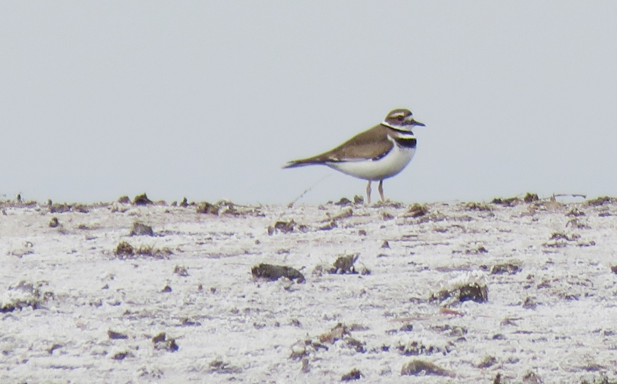 Killdeer - ML615714293