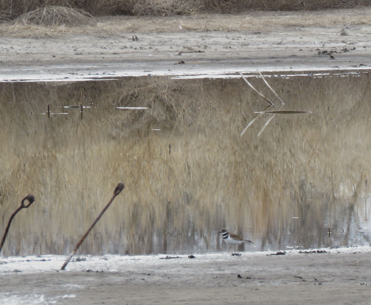 Killdeer - Esa Jarvi