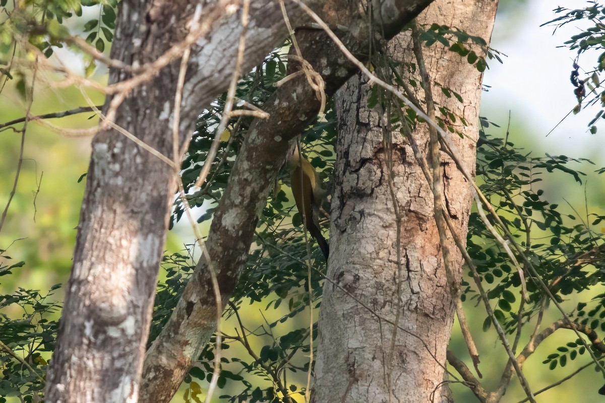 Gray-headed Woodpecker (Black-naped) - ML615714327