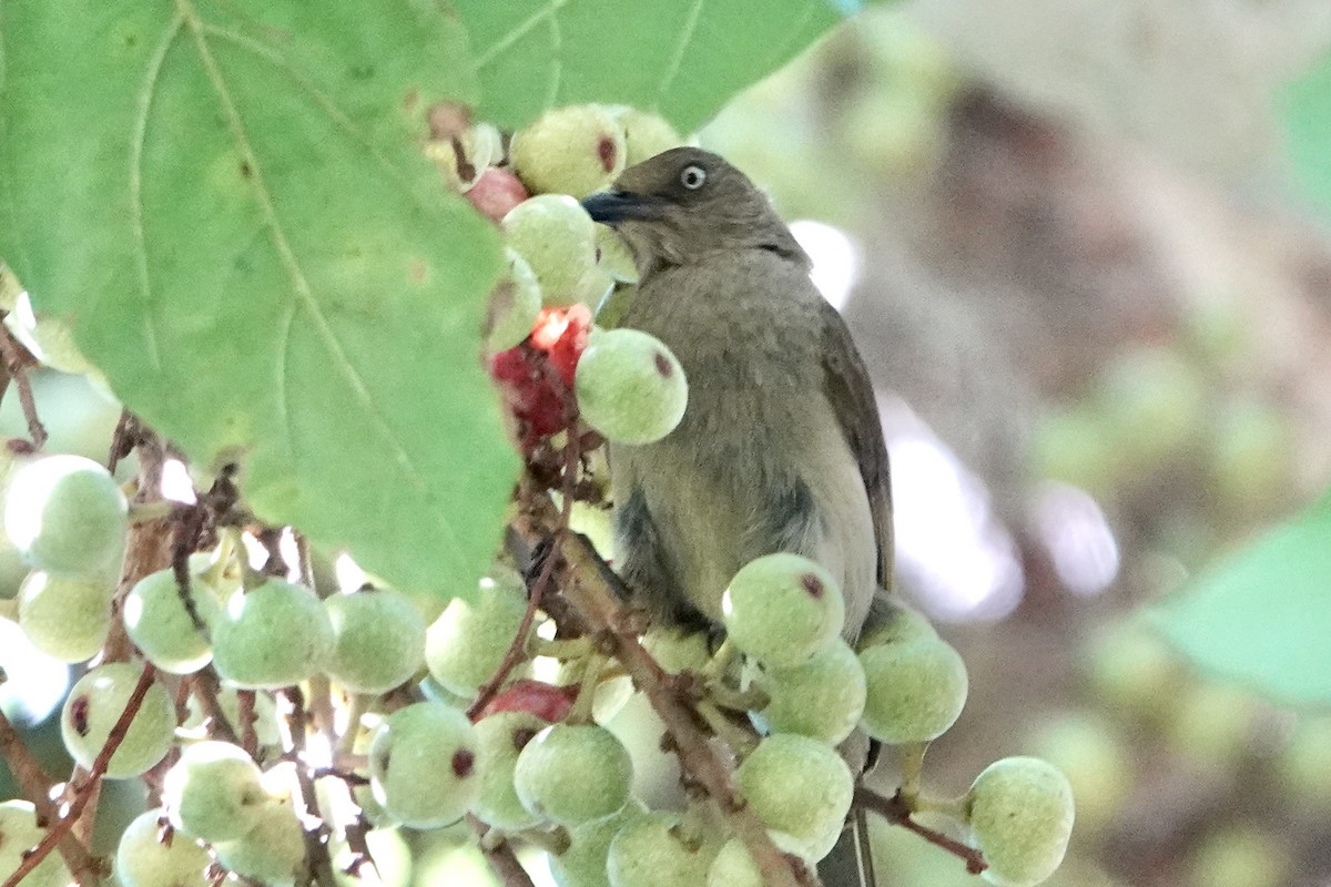 Sombre Greenbul - Alena Capek