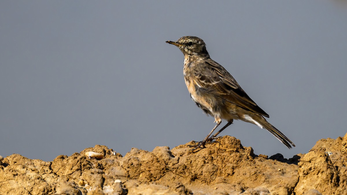 Water Pipit - ML615714369