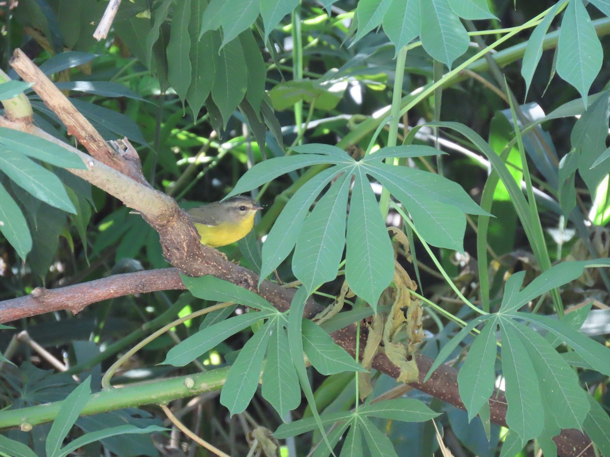 Golden-crowned Warbler (Golden-crowned) - ML615714377