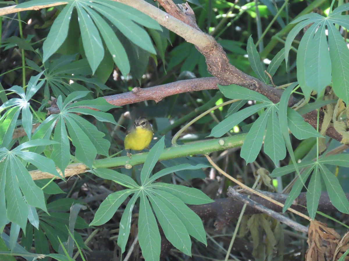 Golden-crowned Warbler (Golden-crowned) - ML615714386