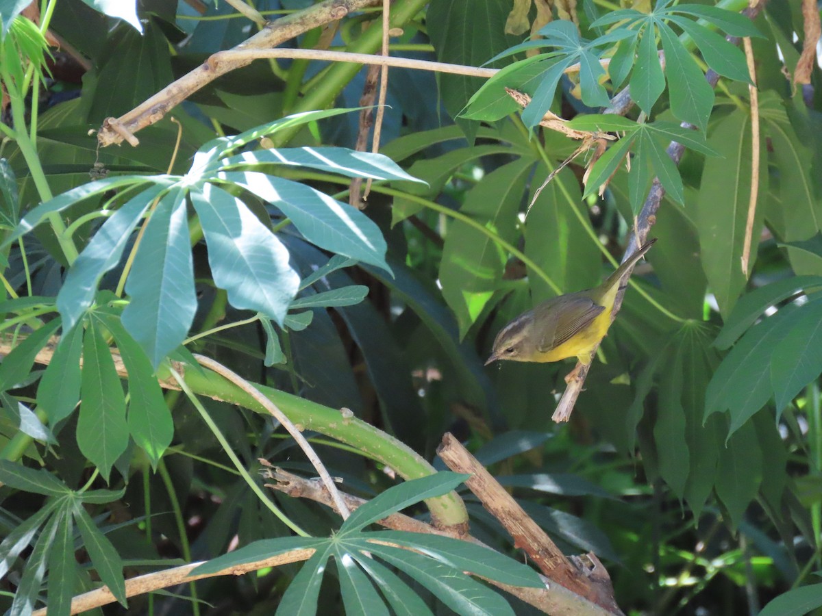 Golden-crowned Warbler (Golden-crowned) - ML615714387