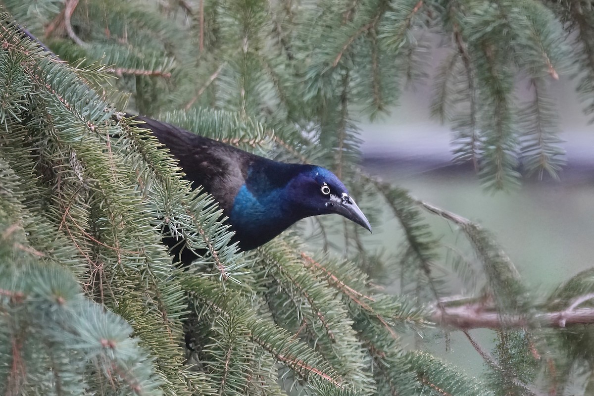 Common Grackle - Carol Speck