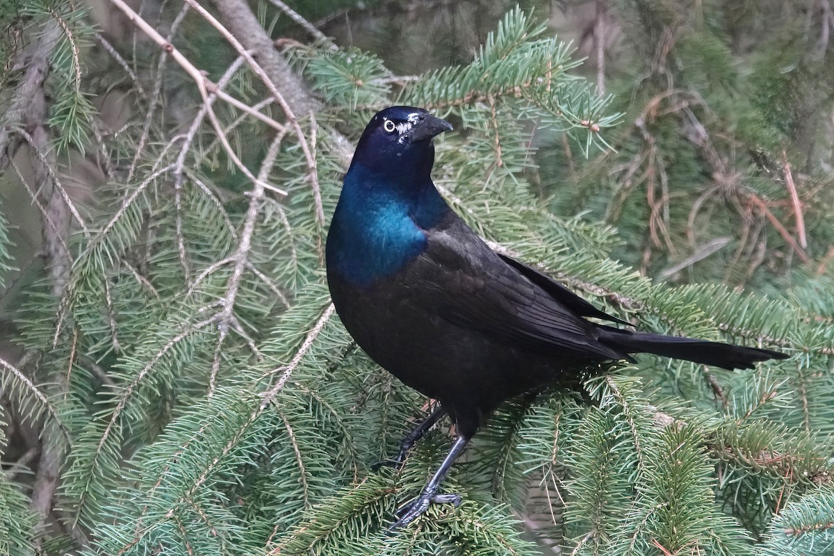 Common Grackle - Carol Speck