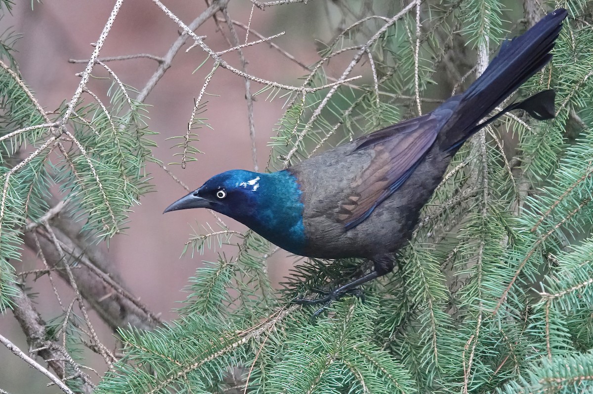 Common Grackle - ML615714391