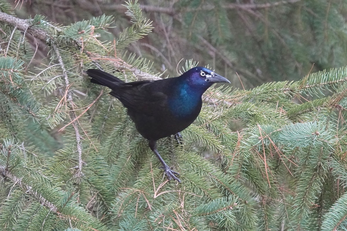 Common Grackle - ML615714392