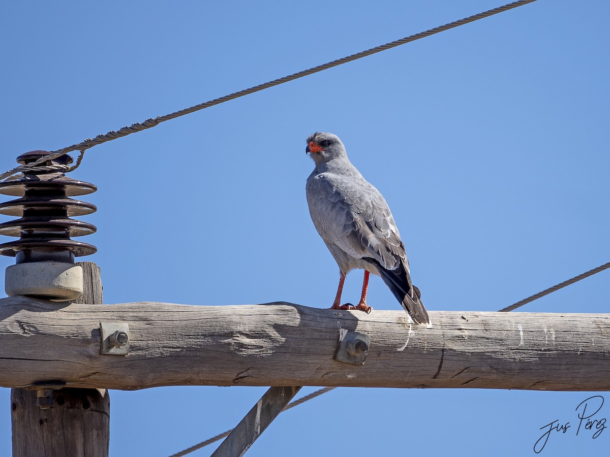 Pale Chanting-Goshawk - ML615714397