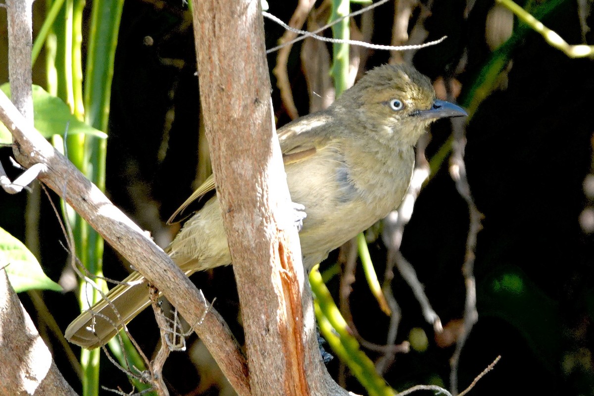 Sombre Greenbul - Alena Capek