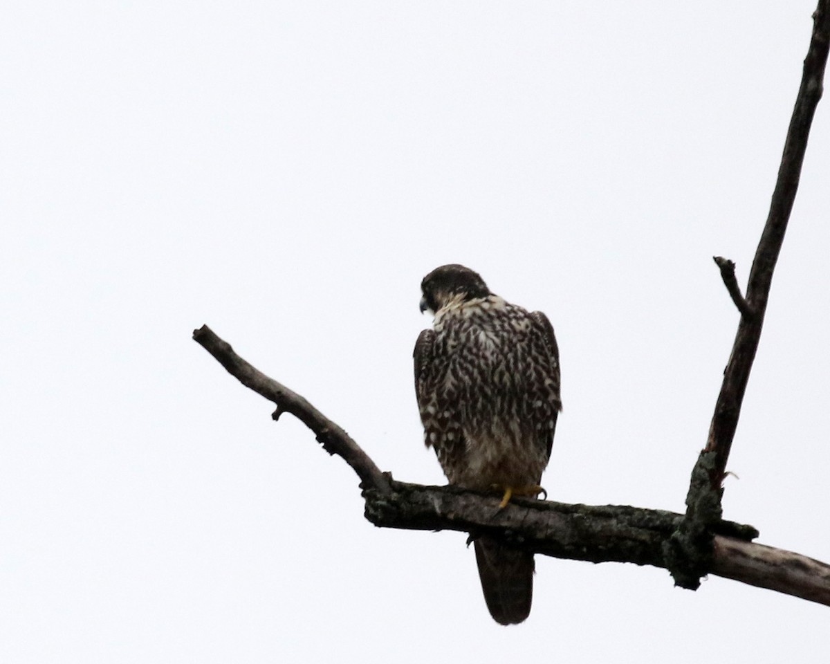 Halcón Peregrino - ML615714443