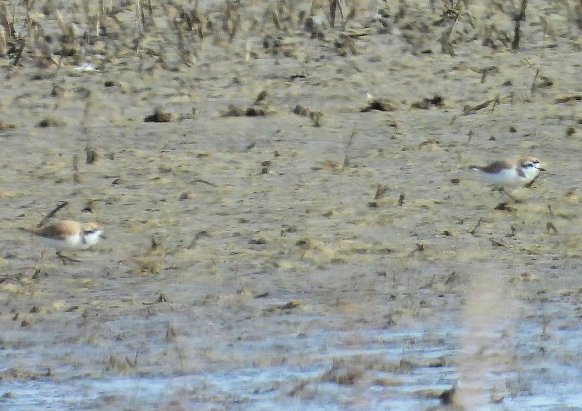 Snowy Plover - ML615714450