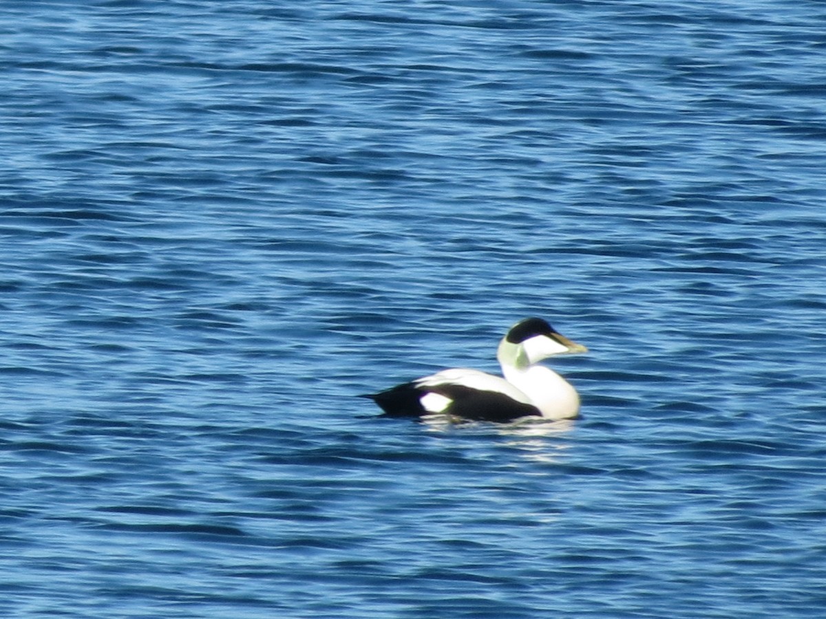 Common Eider (Eurasian) - ML615714462