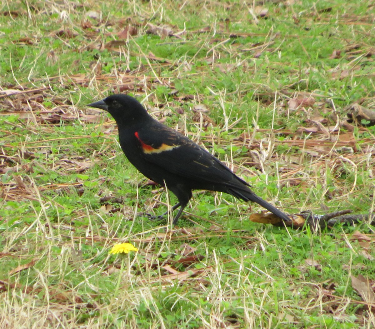 Red-winged Blackbird - ML615714469