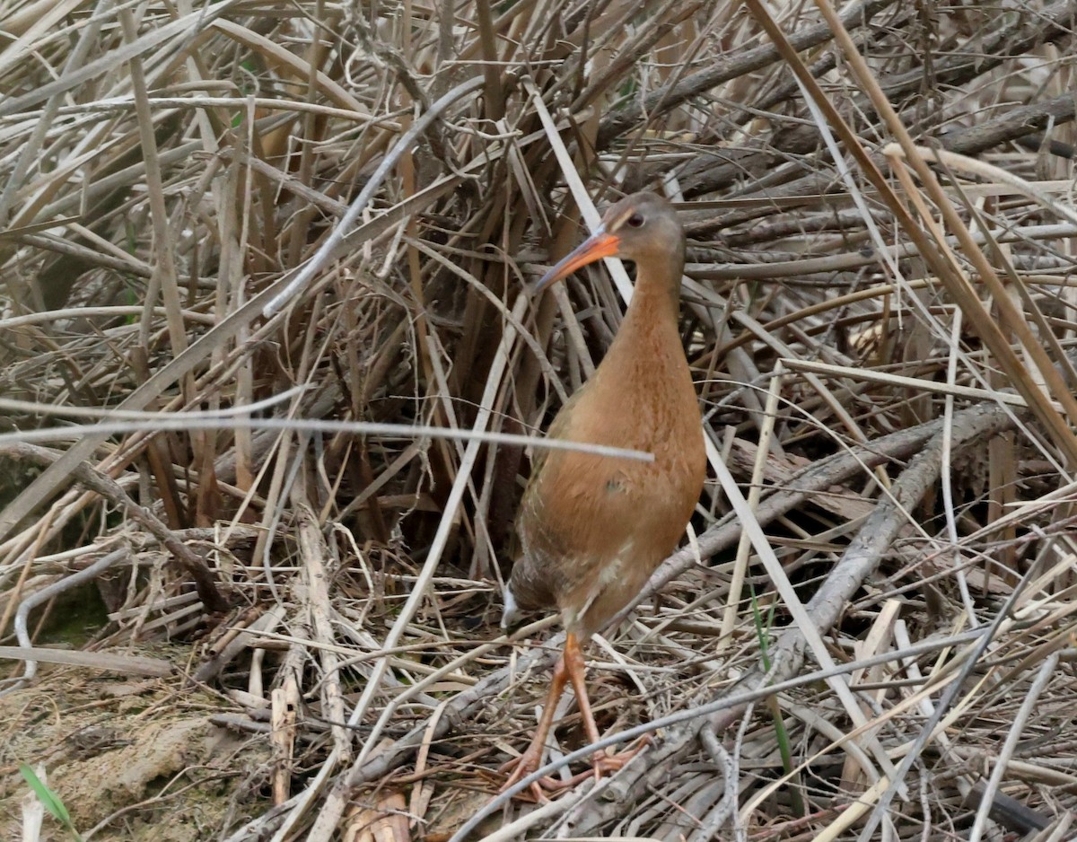 Ridgway's Rail - Tim Ward