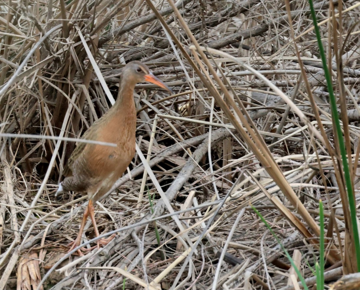 Ridgway's Rail - Tim Ward