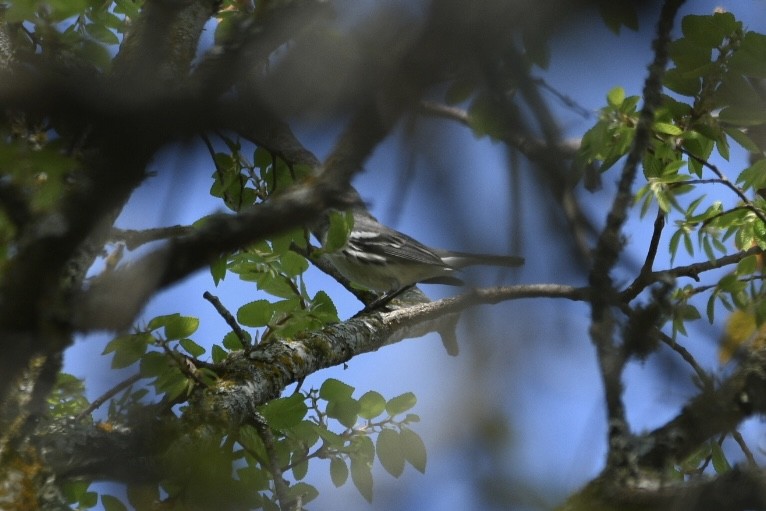 Black-throated Gray Warbler - Camille  christine