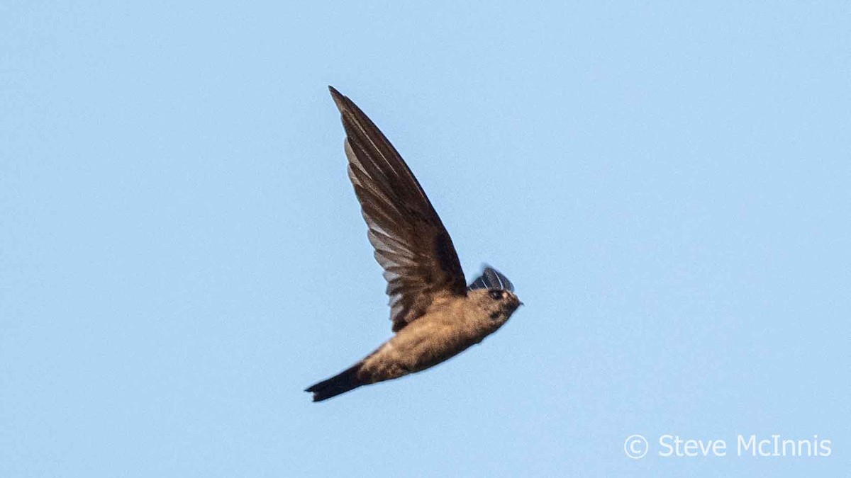 Germain's Swiftlet - ML615714645