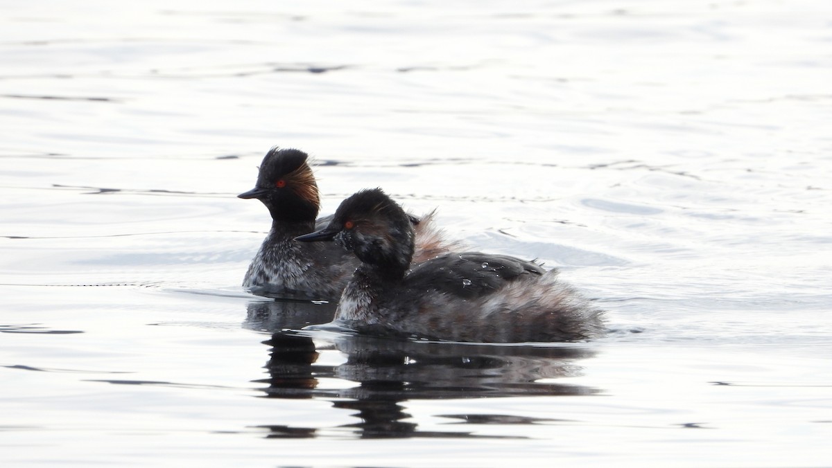 Eared Grebe - ML615714690