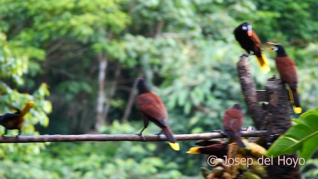 Montezuma Oropendola - ML615714700