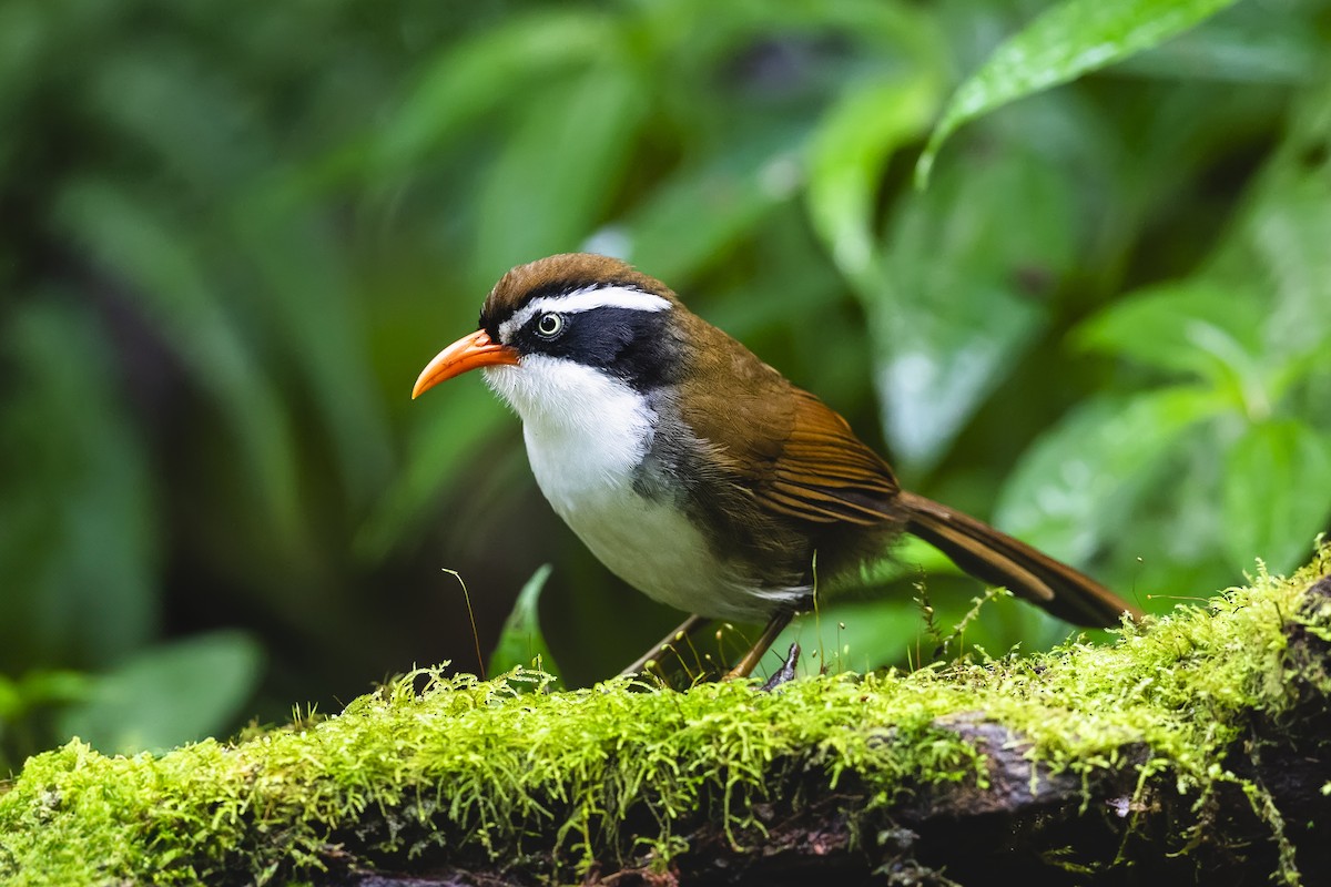 Brown-crowned Scimitar-Babbler (albogularis Group) - ML615714777