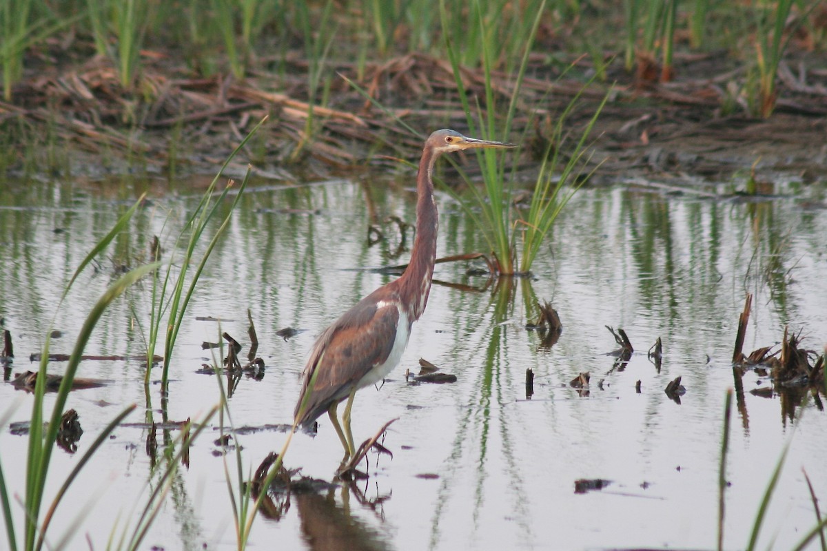 Tricolored Heron - Eric DeFonso 🦑