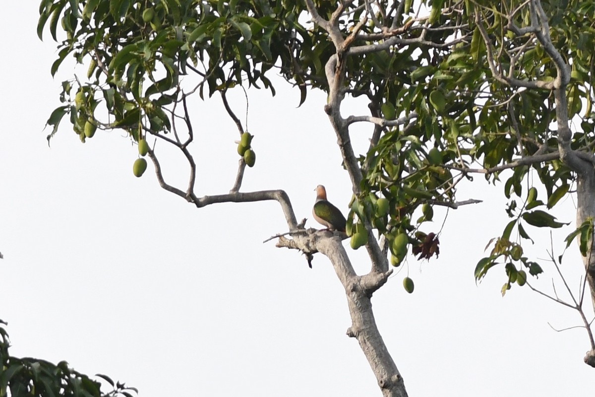 Green Imperial-Pigeon (Rufous-naped) - ML615714813