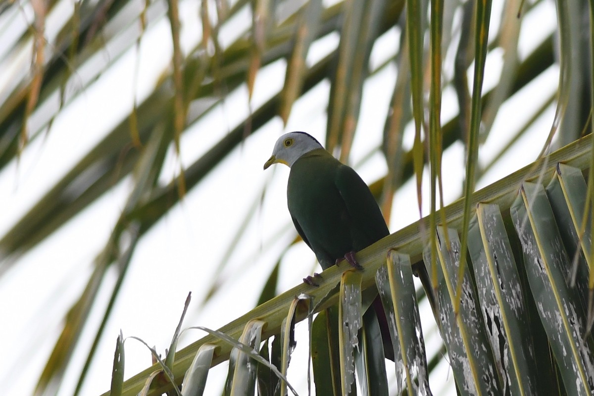 Black-naped Fruit-Dove - ML615714821