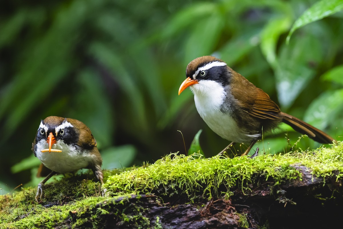 Brown-crowned Scimitar-Babbler (albogularis Group) - ML615714831