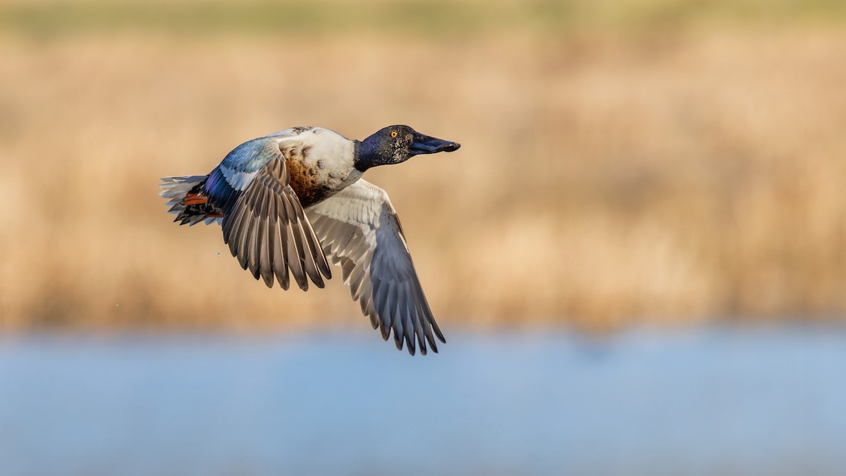 Northern Shoveler - ML615714853