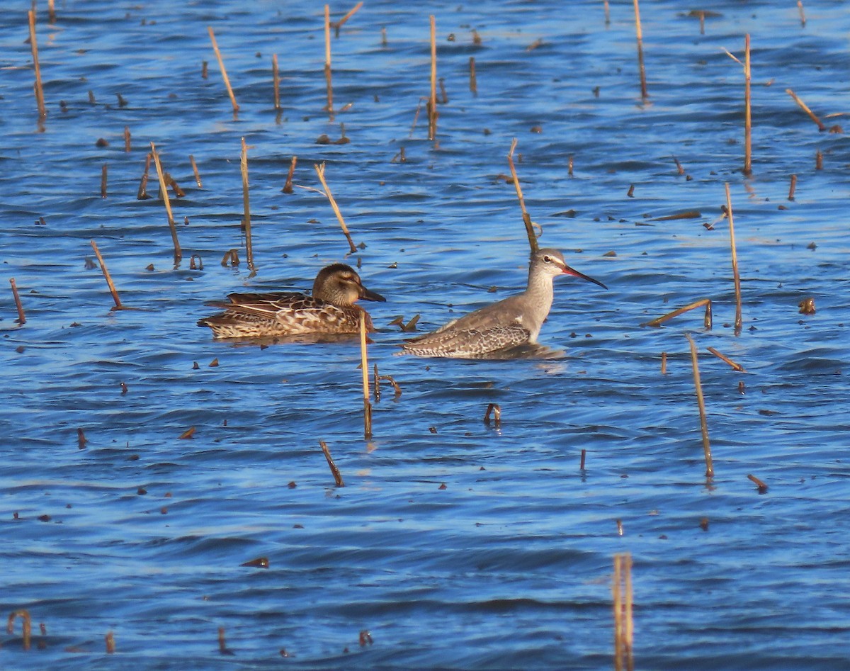 Spotted Redshank - ML615714903