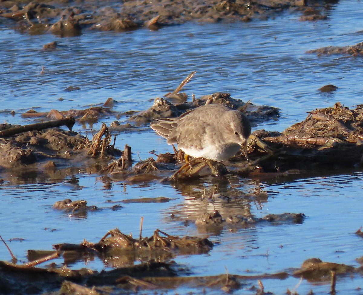 Temminck's Stint - ML615714918