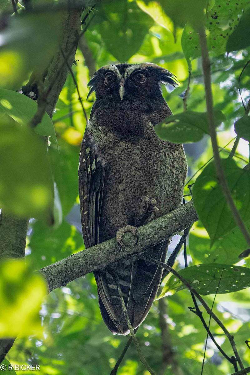 Crested Owl - ML615714930