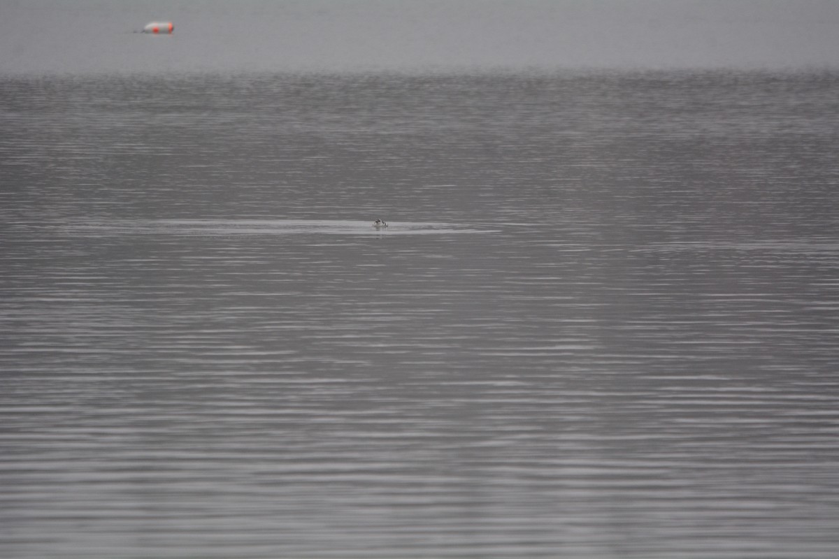 Black Guillemot - ML615714934