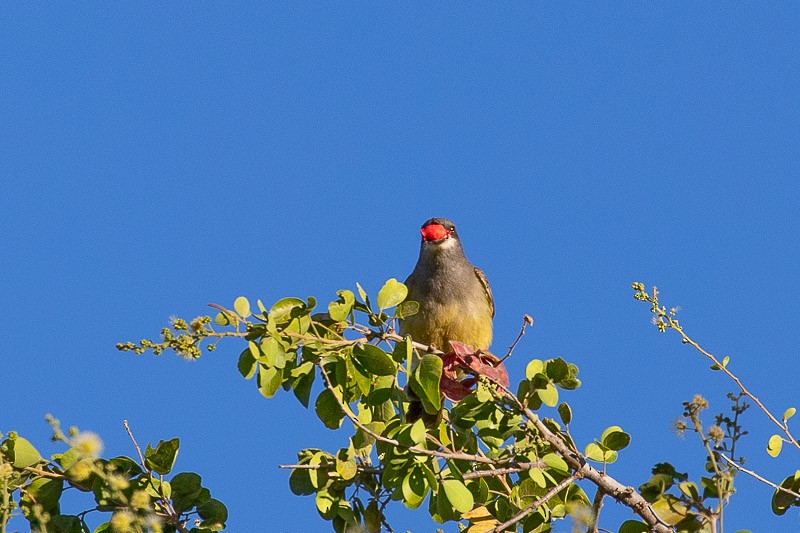 Cassin's Kingbird - ML615714976