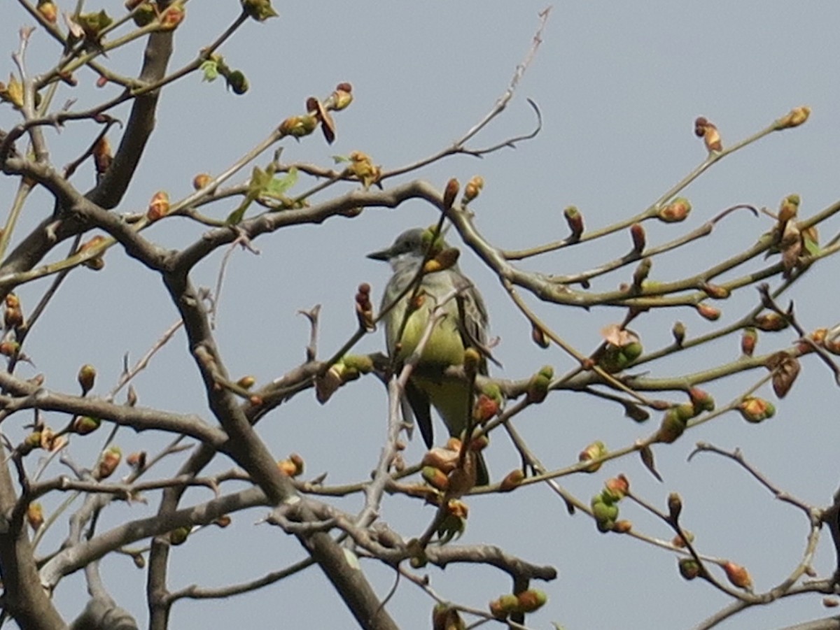 Cassin's Kingbird - ML615715041