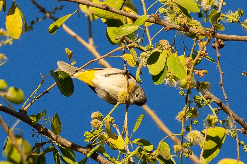 Virginia's Warbler - ML615715042