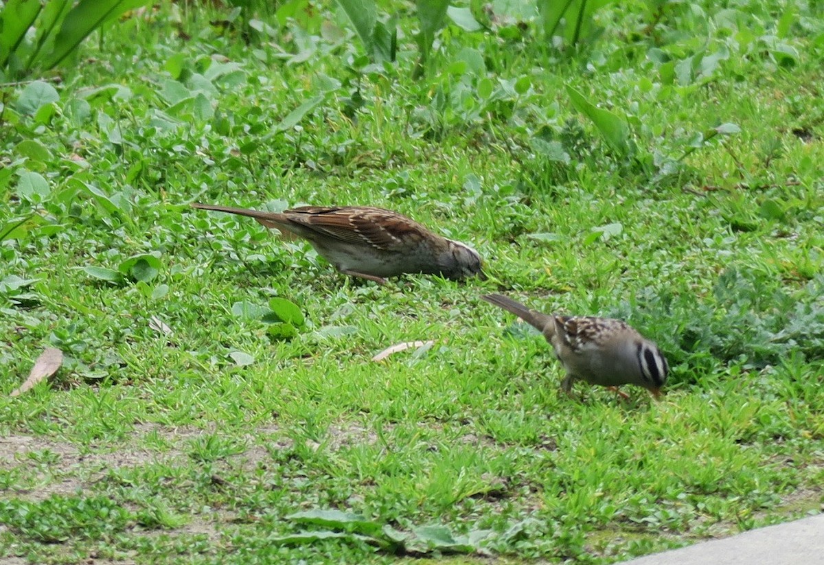 White-throated Sparrow - thomas mccolgan