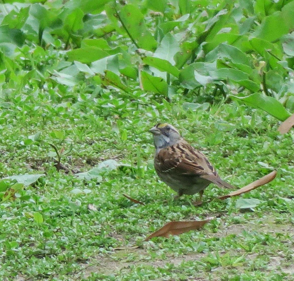 White-throated Sparrow - thomas mccolgan